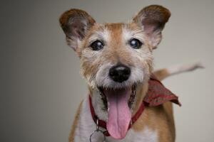 porträtt av ett gammal, förtjusande domkraft russell terrier foto