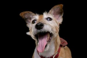porträtt av ett gammal, förtjusande domkraft russell terrier foto