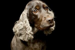 porträtt av ett förtjusande engelsk cockerspaniel spaniel foto