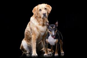 studio skott av ett förtjusande gyllene retriever och en tjur terrier foto