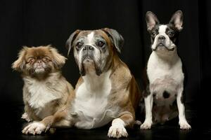 studio skott av tre förtjusande hund foto