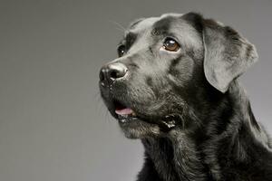 porträtt av ett förtjusande labrador retriever foto