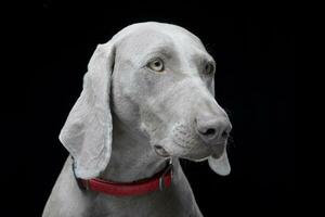 porträtt av ett förtjusande weimaraner hund foto
