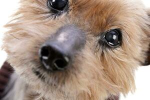 porträtt av en blind yorkshire terrier foto