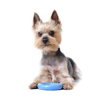 en söt yorkshire terrier med en blå sudd ringa foto