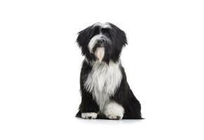 studio skott av ett förtjusande tibetan terrier ser nyfiket på de kamera foto