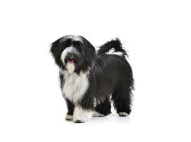 studio skott av ett förtjusande tibetan terrier ser nöjd foto