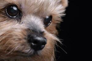 porträtt av en söt yorkshire terrier foto
