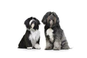 studio skott av 2 förtjusande tibetan terrier Sammanträde och ser nyfiket foto