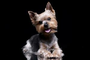 studio skott av en söt yorkshire terrier foto