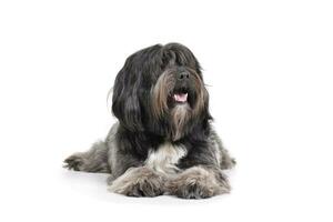 studio skott av ett förtjusande tibetan terrier liggande med lång, ögon beläggning hår foto