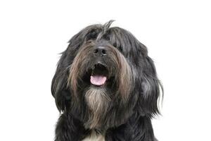 porträtt av ett förtjusande tibetan terrier med lång, ögon beläggning hår foto