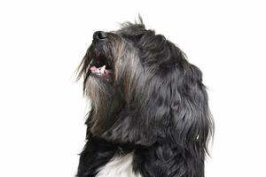 porträtt av ett förtjusande tibetan terrier med lång, ögon beläggning hår foto