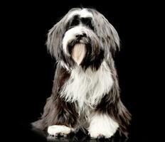 studio skott av ett förtjusande tibetan terrier foto