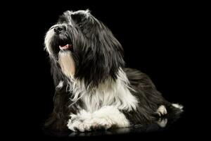 studio skott av ett förtjusande tibetan terrier ser nyfiket foto