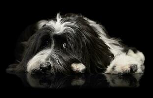 studio skott av ett förtjusande tibetan terrier liggande på svart bakgrund och ser ledsen foto