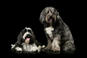 studio skott av 2 förtjusande tibetan terrier ser nyfiket på de kamera foto