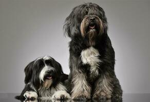 studio skott av 2 förtjusande tibetan terrier ser nyfiket på de kamera foto