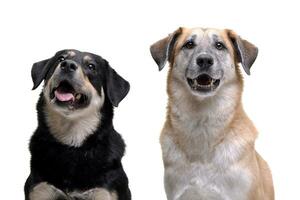 studio skott av två förtjusande blandad ras hund foto