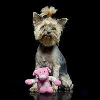ett förtjusande yorkshire terrier med en rosa fylld djur- foto
