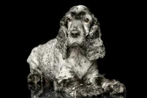 studio skott av ett förtjusande engelsk cockerspaniel spaniel foto