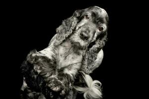 studio skott av ett förtjusande engelsk cockerspaniel spaniel foto