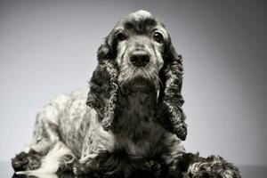 studio skott av ett förtjusande engelsk cockerspaniel spaniel foto