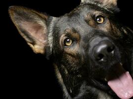 porträtt av ett förtjusande tysk herde hund ser nyfiket på de kamera foto