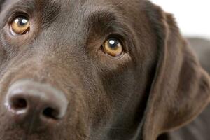 stänga porträtt av ett förtjusande labrador retriever foto