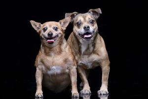 studio skott av två förtjusande blandad ras hund foto