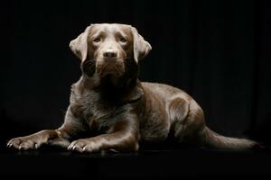 studio skott av ett förtjusande labrador retriever foto