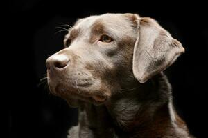 porträtt av ett förtjusande labrador retriever foto