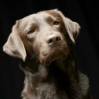 porträtt av ett förtjusande labrador retriever foto