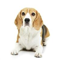 studio skott av ett förtjusande beagle foto