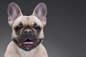 porträtt av ett förtjusande franska bulldogg foto