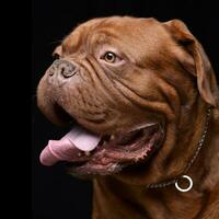 porträtt av ett förtjusande dogue de bordeaux foto