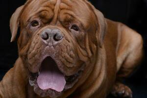 porträtt av ett förtjusande dogue de bordeaux foto