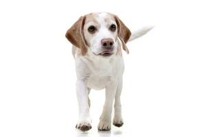 studio skott av ett förtjusande beagle foto