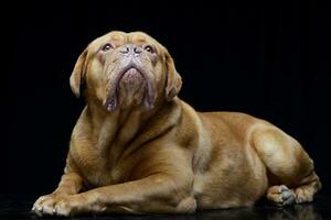 studio skott av ett förtjusande dogue de bordeaux foto