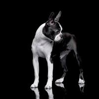 studio skott av ett förtjusande boston terrier foto