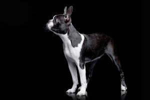 studio skott av ett förtjusande boston terrier foto