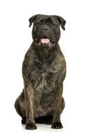 studio skott av ett förtjusande tjur mastiff foto