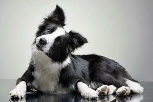 studio skott av ett förtjusande gräns collie foto