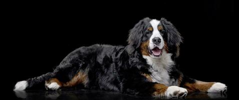 studio skott av ett förtjusande Berner berg hund foto