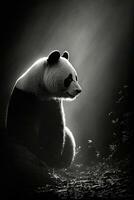 stor panda studio silhuett Foto svart vit årgång bakgrundsbelyst porträtt Kina kontur tatuering