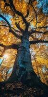höst orange träd faller fredlig landskap frihet scen skön natur tapet Foto