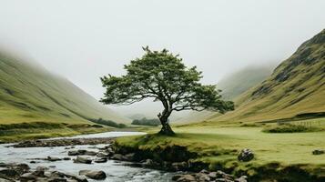 träd ensam frihet lugn nåd landskap zen harmoni resten stillhet enhet harmoni fotografi foto