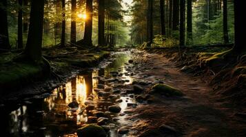 skog flod tystnad lugn nåd landskap harmoni resten stillhet enhet harmoni fotografi foto