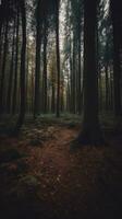 skog flod tystnad lugn nåd landskap harmoni resten stillhet enhet harmoni fotografi foto