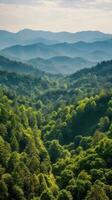 skog flod tystnad lugn nåd landskap harmoni resten stillhet enhet harmoni fotografi foto